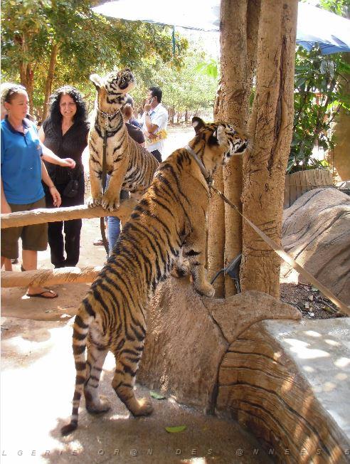 THAILANDE LE TEMPLE DES TIGRES (25).JPG